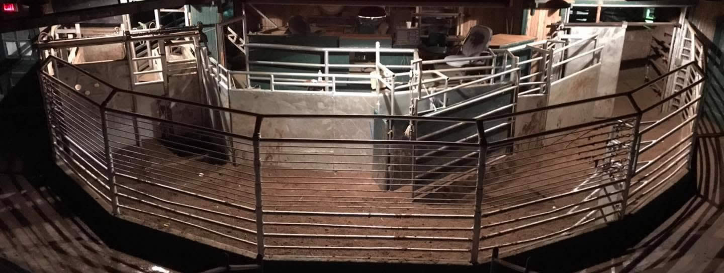 Cattle and auction staff in the Gulf Coast Livestock sale ring