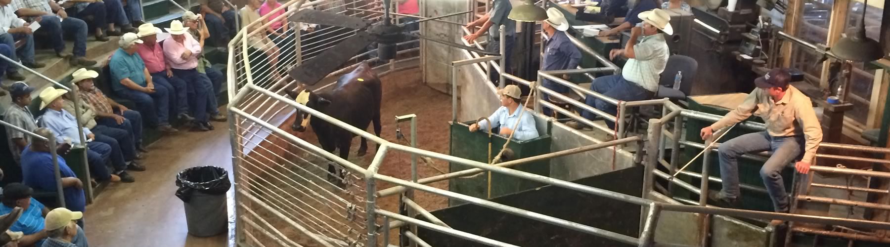 Cattle and auction staff in the Gulf Coast Livestock sale ring
