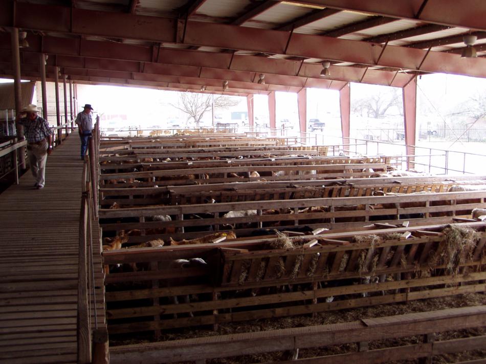 Cattle Livestock buyer seller in Texas Alice Texas Gallery