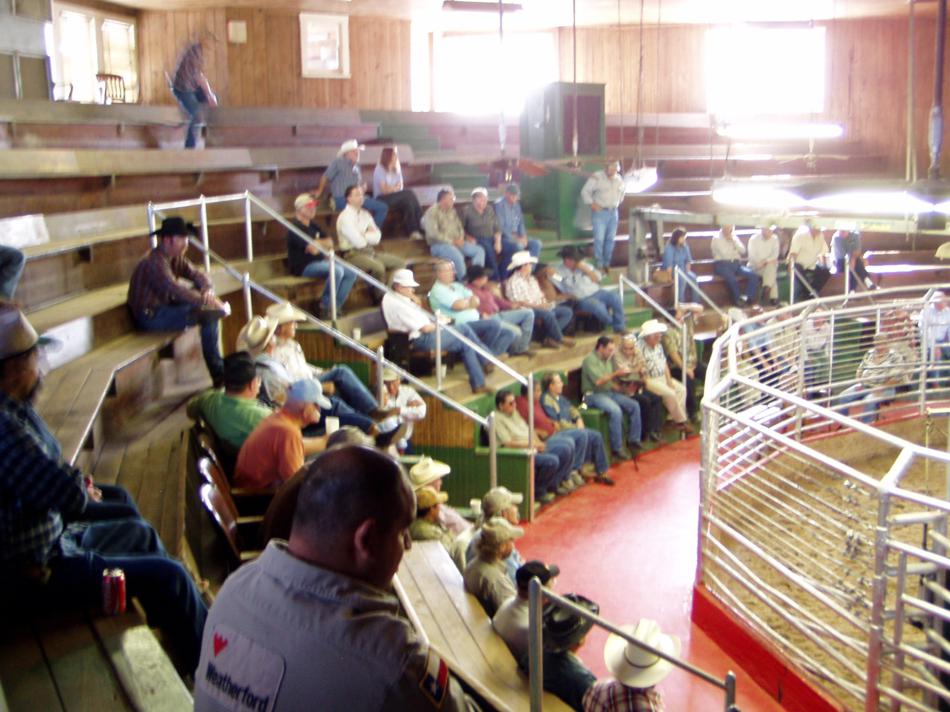 Cattle Livestock buyer seller in Texas Alice Texas Gallery